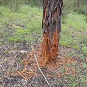 Cervidae (family) at Paddys River, ACT - 21 Nov 2021 03:52 PM