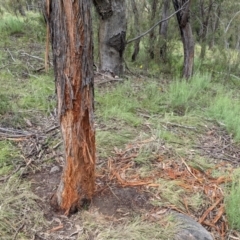 Cervidae (family) at Paddys River, ACT - 21 Nov 2021 03:52 PM