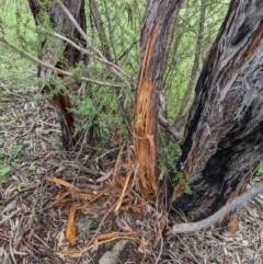 Cervidae (family) at Paddys River, ACT - 21 Nov 2021