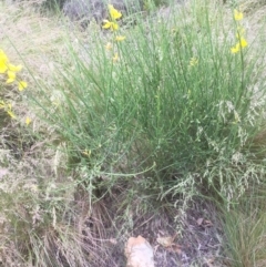 Spartium junceum (Spanish Broom ) at Bruce, ACT - 23 Nov 2021 by jgiacon