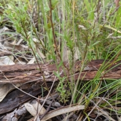 Wahlenbergia stricta subsp. stricta (Tall Bluebell) at Lions Youth Haven - Westwood Farm A.C.T. - 21 Nov 2021 by HelenCross