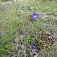 Wahlenbergia stricta subsp. stricta at Kambah, ACT - 21 Nov 2021