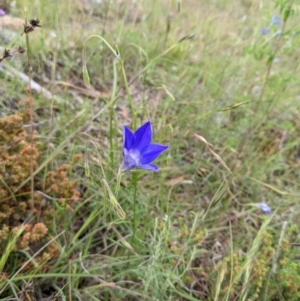 Wahlenbergia stricta subsp. stricta at Kambah, ACT - 21 Nov 2021