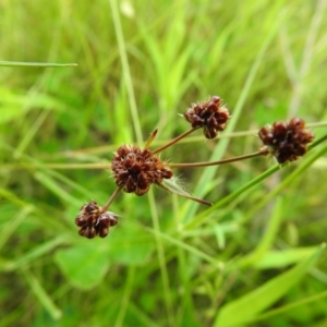 Luzula densiflora at Carwoola, NSW - 16 Nov 2021