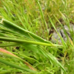 Bromus hordeaceus at Carwoola, NSW - 16 Nov 2021