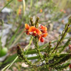 Dillwynia sericea at Carwoola, NSW - 16 Nov 2021