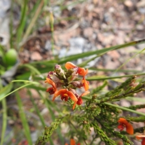 Dillwynia sericea at Carwoola, NSW - 16 Nov 2021