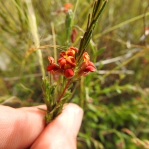 Dillwynia sericea at Carwoola, NSW - 16 Nov 2021