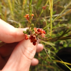 Dillwynia sericea at Carwoola, NSW - 16 Nov 2021