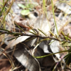 Dillwynia sericea at Carwoola, NSW - 16 Nov 2021