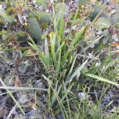 Dianella revoluta var. revoluta (Black-Anther Flax Lily) at Carwoola, NSW - 16 Nov 2021 by Liam.m