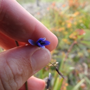 Dianella revoluta var. revoluta at Carwoola, NSW - 16 Nov 2021