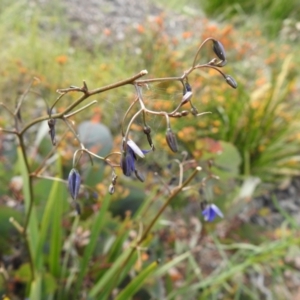 Dianella revoluta var. revoluta at Carwoola, NSW - suppressed