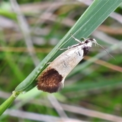 Merocroca automima (Chezala group) at Tidbinbilla Nature Reserve - 23 Nov 2021 by JohnBundock