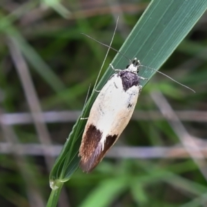 Merocroca automima at Paddys River, ACT - 23 Nov 2021