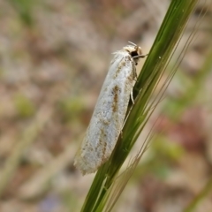 Philobota cretacea (A concealer moth) at Tidbinbilla Nature Reserve - 23 Nov 2021 by JohnBundock