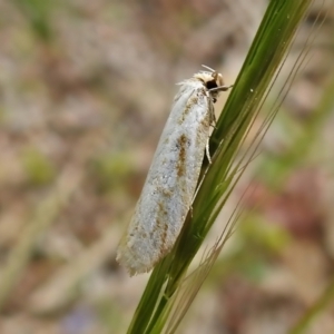 Philobota cretacea at Paddys River, ACT - 23 Nov 2021 11:27 AM