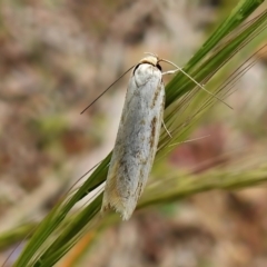 Philobota cretacea at Paddys River, ACT - 23 Nov 2021