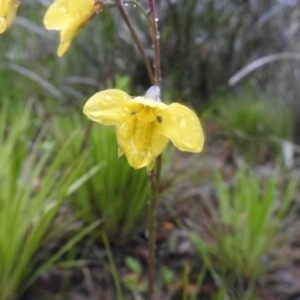 Diuris monticola at Rossi, NSW - suppressed