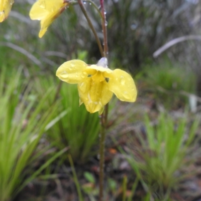 Diuris monticola (Highland Golden Moths) at Tallaganda State Forest - 20 Nov 2021 by Liam.m