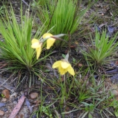 Diuris monticola at Rossi, NSW - suppressed