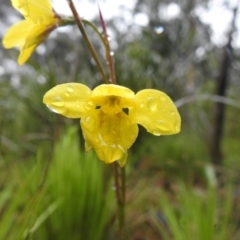 Diuris monticola at Rossi, NSW - suppressed