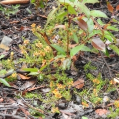 Pultenaea laxiflora (Loose-flower Bush Pea) at Tallaganda State Forest - 20 Nov 2021 by Liam.m