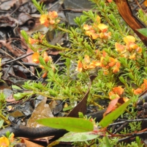 Pultenaea laxiflora at Farringdon, NSW - 20 Nov 2021