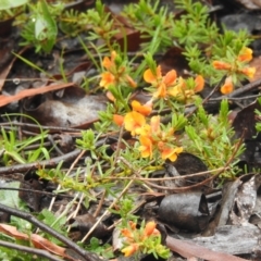 Pultenaea laxiflora at Farringdon, NSW - suppressed