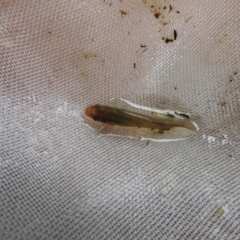 Gambusia holbrooki (Gambusia, Plague minnow, Mosquito fish) at QPRC LGA - 21 Nov 2021 by Liam.m