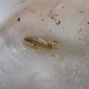 Gambusia holbrooki at Carwoola, NSW - 21 Nov 2021