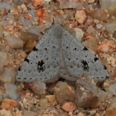 Dichromodes estigmaria (Pale Grey Heath Moth) at Birrigai - 23 Nov 2021 by JohnBundock
