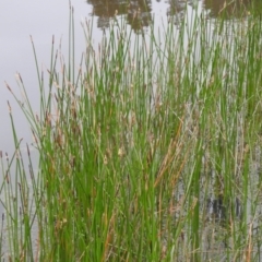 Eleocharis (genus) (Spike-rush) at Carwoola, NSW - 21 Nov 2021 by Liam.m