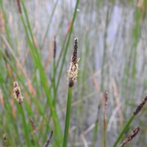 Eleocharis sp. at Carwoola, NSW - 21 Nov 2021