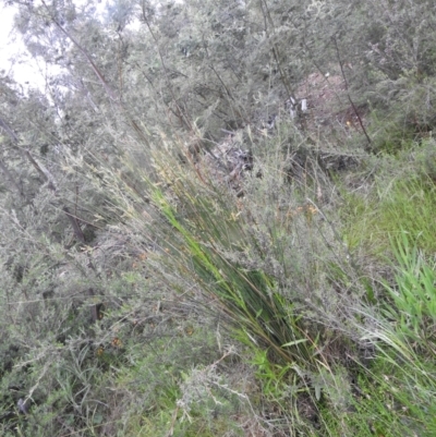 Juncus (genus) (A Rush) at Carwoola, NSW - 21 Nov 2021 by Liam.m