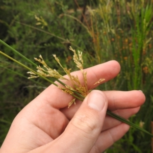 Juncus sp. at Carwoola, NSW - suppressed