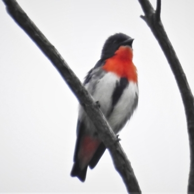 Dicaeum hirundinaceum (Mistletoebird) at Paddys River, ACT - 23 Nov 2021 by JohnBundock