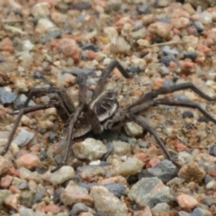 Tasmanicosa sp. (genus) (Unidentified Tasmanicosa wolf spider) at QPRC LGA - 22 Nov 2021 by Christine