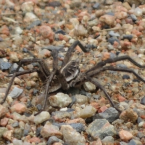 Tasmanicosa sp. (genus) at Lake George, NSW - 22 Nov 2021