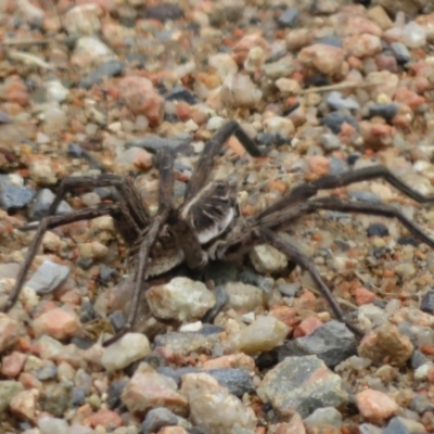Tasmanicosa sp. (genus) (Unidentified Tasmanicosa wolf spider) at Lake George, NSW - 22 Nov 2021 by Christine