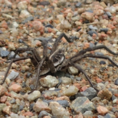 Tasmanicosa sp. (genus) (Tasmanicosa wolf spider) at Lake George, NSW - 22 Nov 2021 by Christine