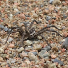 Tasmanicosa sp. (genus) at Lake George, NSW - 22 Nov 2021 02:48 PM