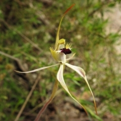 Caladenia parva (Brown-clubbed Spider Orchid) at Birrigai - 23 Nov 2021 by JohnBundock