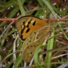 Heteronympha merope (Common Brown Butterfly) at Paddys River, ACT - 23 Nov 2021 by JohnBundock