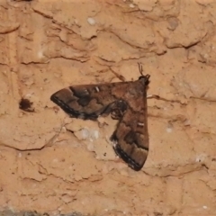 Nacoleia rhoeoalis (A Crambid moth (Spilomelinae) at Wanniassa, ACT - 22 Nov 2021 by JohnBundock