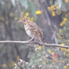 Zoothera lunulata (Bassian Thrush) at Cotter River, ACT - 22 Nov 2021 by Harrisi