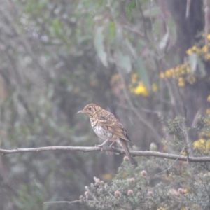 Zoothera lunulata at Cotter River, ACT - 23 Nov 2021