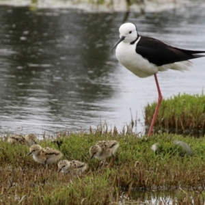 Himantopus leucocephalus at suppressed - suppressed