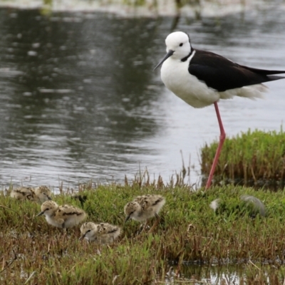 Himantopus leucocephalus (Pied Stilt) at Fyshwick, ACT - 23 Nov 2021 by RodDeb