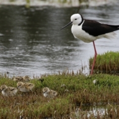 Himantopus leucocephalus at suppressed - suppressed